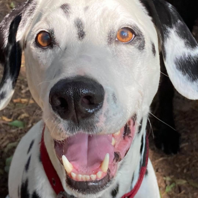 .